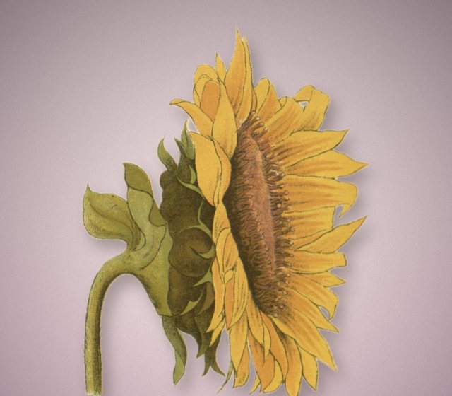 A sunflower